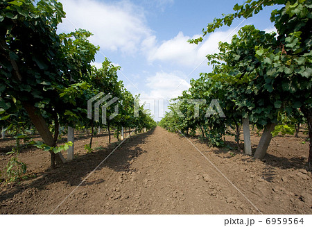 vine fields 6959564