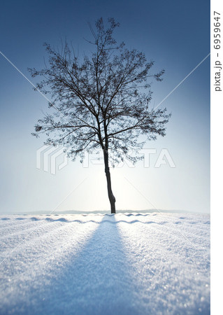 lonely tree in winter lonely tree in winter 6959647