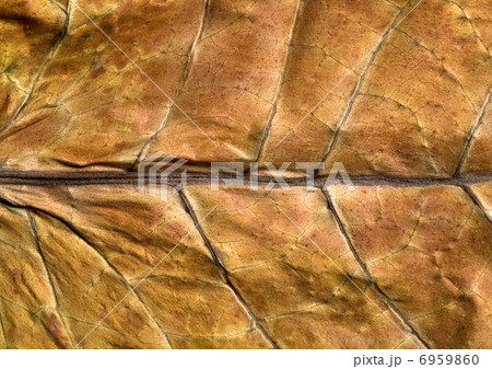 tobacco leaf 6959860