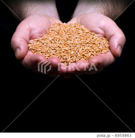 grain in hand 6959863