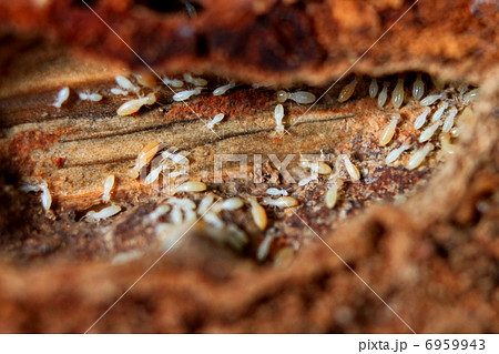 シロアリ 6959943