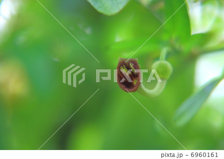 ウマノスズクサの花 6960161