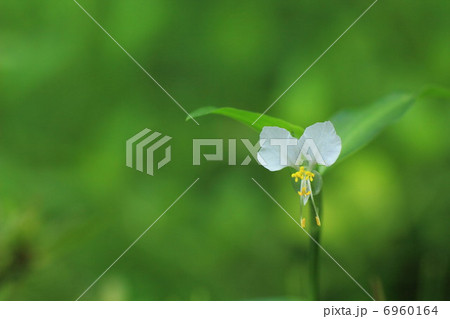 つゆ草の白い花 6960164