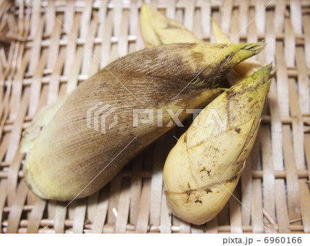 筍（タケノコ） 6960166