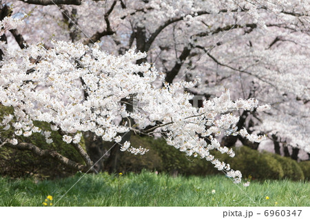 北上展勝地 北上展勝地 6960347