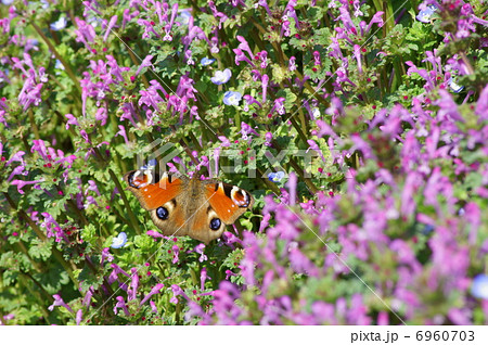 クジャクチョウとホトケノザ 6960703