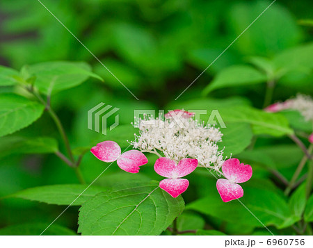 ヤマアジサイ 6960756
