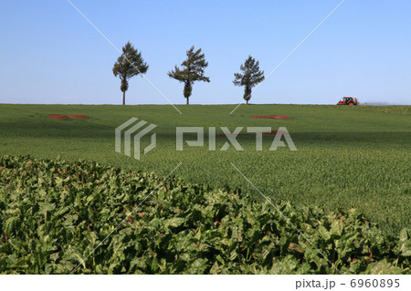 女満別の丘 女満別の丘 6960895