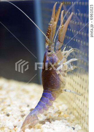 アメリカザリガニ 千歳サケのふるさと館 の写真素材
