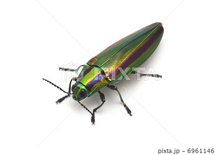 タマムシ 6961146