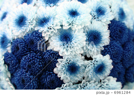 white and blue flower background white and blue flower background 6961284