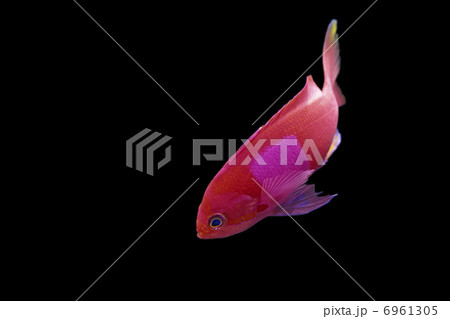 スミレナガハナダイ スミレナガハナダイ 6961305