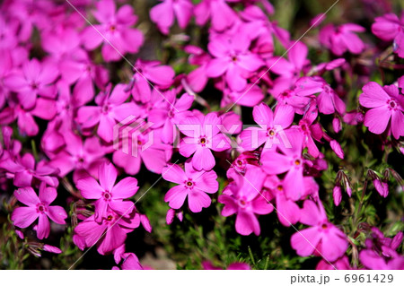 シバザクラ 6961429