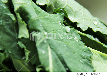 アブラナ 6961460