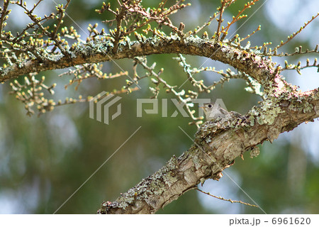 コサメビタキ抱卵 コサメビタキ抱卵 6961620