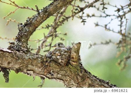 コサメビタキ抱卵 6961621