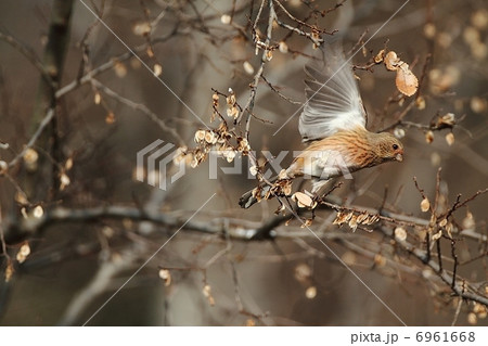 ベニマシコ雌の飛び立ち！ 6961668