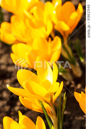 spring flowers spring flowers 6962046