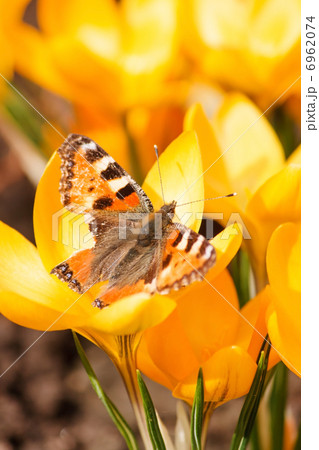 spring flowers spring flowers 6962074