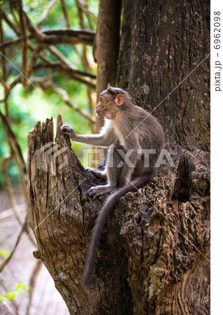 monkey - Macacus mulatta 6962098