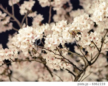 夜の桜の花 6962159