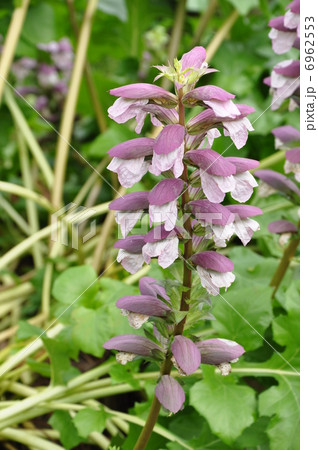 アカンサス アカンサス 6962553