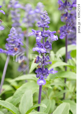 ブルーサルビア ブルーサルビア 6962554