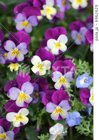 鮮やかに咲く春のビオラとネモフィラ 鮮やかに咲く春のビオラとネモフィラ 6962629