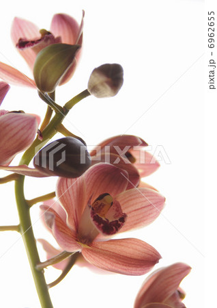 シンビジューム 6962655