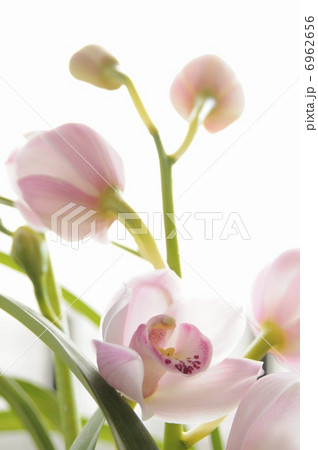 シンビジューム 6962656