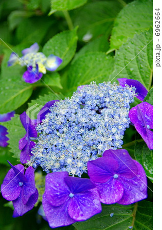 山アジサイ 6962664