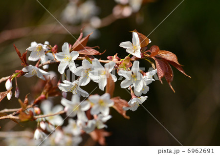 山桜 6962691