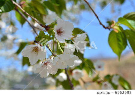 大島桜 6962692
