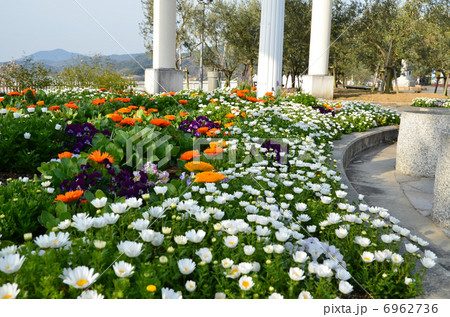 オリーブ公園 6962736