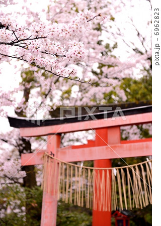 神泉苑の桜 6962823