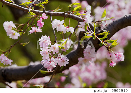 都市農業公園のピンク色の八重紅枝垂れ桜の花と蕾 6962919