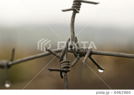 Barbed wire with drops of a rain. 6962960