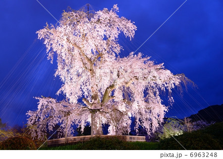 円山公園　祇園枝垂桜 6963248
