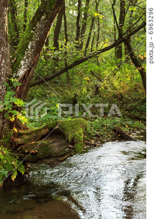 forest river 6963296