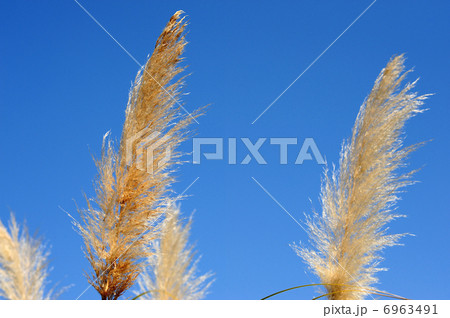 パンパスグラス-1 6963491