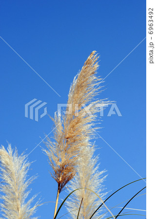 パンパスグラス-2 6963492