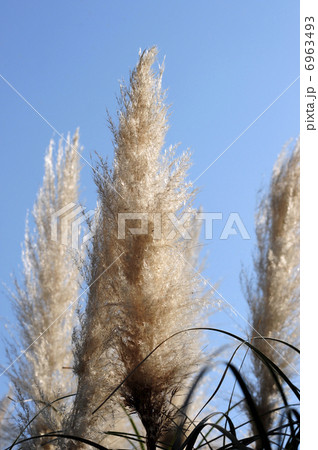 パンパスグラス-3 パンパスグラス-3 6963493