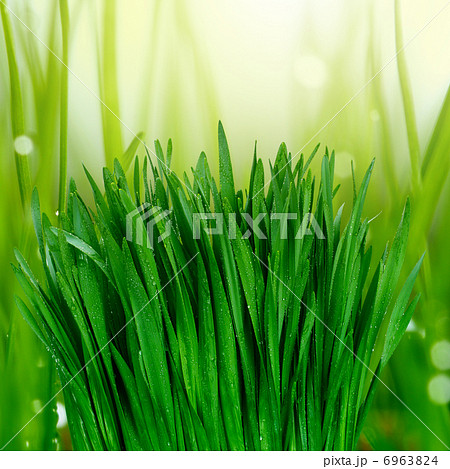 grass with water drops grass with water drops 6963824