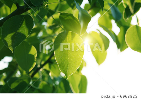 sunlight on green leaves 6963825