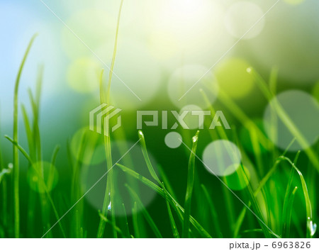 soft blur green grass background soft blur green grass background 6963826