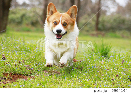春の広場を駆けるコーギー 6964144