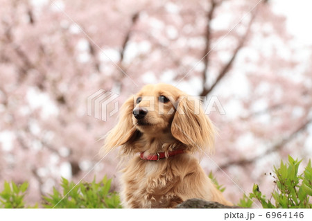 ミニチュアダックスフント 6964146