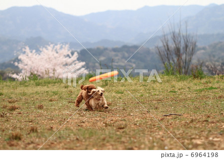ダックスフントとプードル 6964198