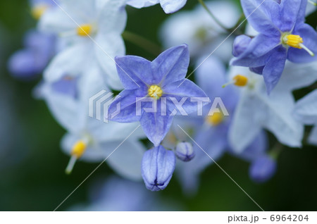 蔓花茄子 ツルハナナスと申します。 蔓花茄子 ツルハナナスと申します。 6964204