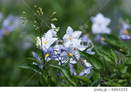 蔓花茄子　ツルハナナスと申します。 6964205